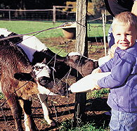 Pemberton Farm Chalets - Tourism Townsville