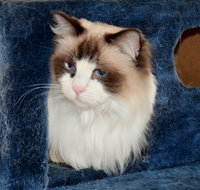 Crufts K9 Lodge amp Cat Hotel - Tourism Townsville