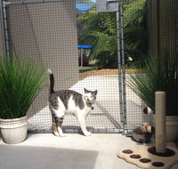 Caringbah Cat Hotel - Tourism Townsville