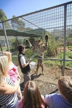 Billabong Camp, Taronga Western Plains Zoo - Tourism Townsville 10