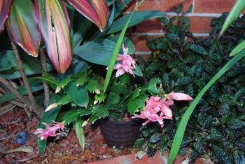Cutmore Cottages - Bagala Bungalow - Tourism Townsville 35