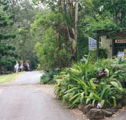Tamborine Mountain Caravan  Camping - Tourism Townsville