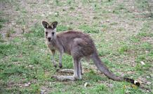 Calurla Chalets And Cottages - Tourism Townsville 1