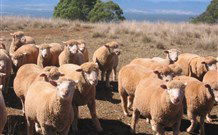 Dairy Flat Farm Holiday - Tourism Townsville 3