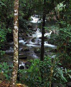 Daintree Secrets Waterfall Sanctuary - Tourism Townsville 1