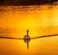 River Shack Rentals - Living the Dream - Tourism Townsville
