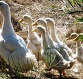 Duck Duck Goose Bed and Breakfast - Tourism Townsville