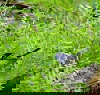 Morialta Bed And Breakfast - Tourism Townsville