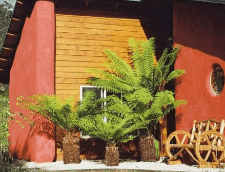 Whispering Spirit Cottage  Miniature Pony Stud - Tourism Townsville