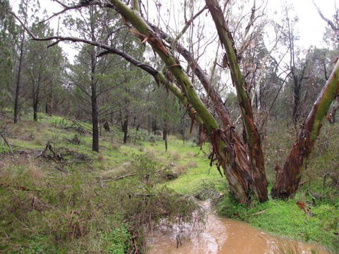 Beetaloo Grove - Tourism Townsville 2