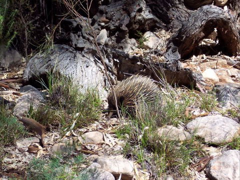 Beetaloo Grove - Tourism Townsville 4