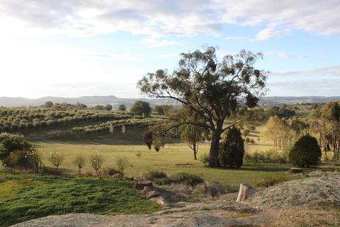 L'Oliveraie - Tourism Townsville 3