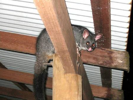 Pemberton  Forrest Cottages  - Tourism Townsville 0
