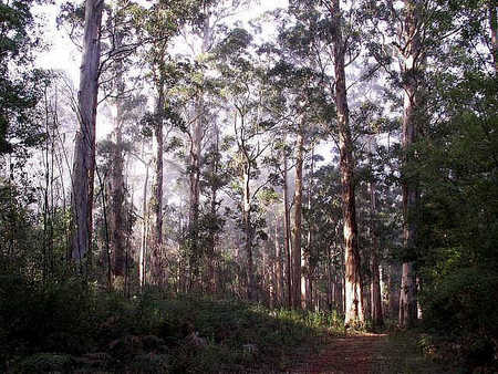 Pemberton  Forrest Cottages  - Tourism Townsville 1