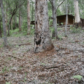 Pemberton  Forrest Cottages  - Tourism Townsville 2