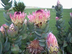 Stargazers - Tourism Townsville 3