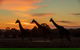 Zoofari Lodge, Taronga Western Plains Zoo Dubbo - thumb 1