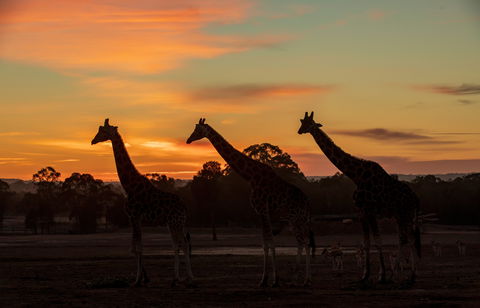 Zoofari Lodge, Taronga Western Plains Zoo Dubbo - Tourism Townsville 1