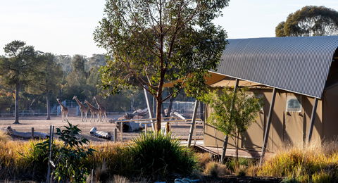 Zoofari Lodge, Taronga Western Plains Zoo Dubbo - Tourism Townsville 2