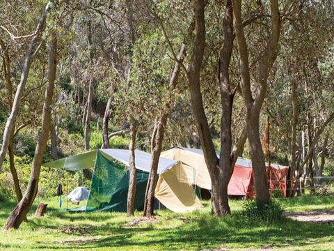 Pebbly Beach Campground - Yuraygir National Park - Tourism Townsville 1