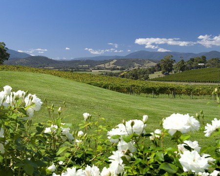 Balgownie Estate Vineyard Resort And Spa - Tourism Townsville 0