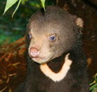 Perth Zoo - Tourism Townsville