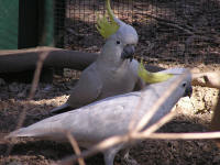 Wirrimbirra Sanctuary - Tourism Townsville 1