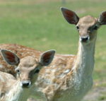 Marapana Wildlife Park - Tourism Townsville