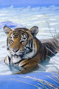 Zoo Doo Wildlife Park - Tourism Townsville 0