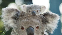 Port Macquarie NSW Tourism Townsville