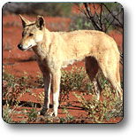 Uluru - Kata Tjuta National Park - Tourism Townsville 3