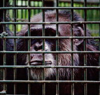 Rockhampton Zoo - Tourism Townsville