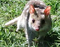 Urimbirra Wildlife Park - Tourism Townsville 0