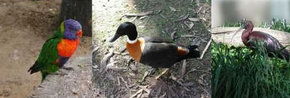 Urimbirra Wildlife Park - Tourism Townsville 2