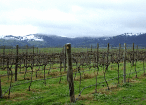 Kinloch Wines - Tourism Townsville 0