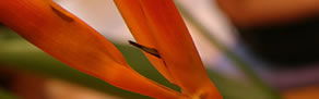 Zen Day Spa - Tourism Townsville 0