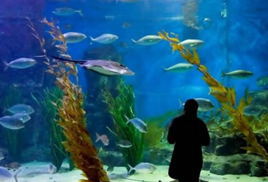 Melbourne Aquarium - Tourism Townsville 0