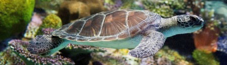 Melbourne Aquarium - Tourism Townsville 1