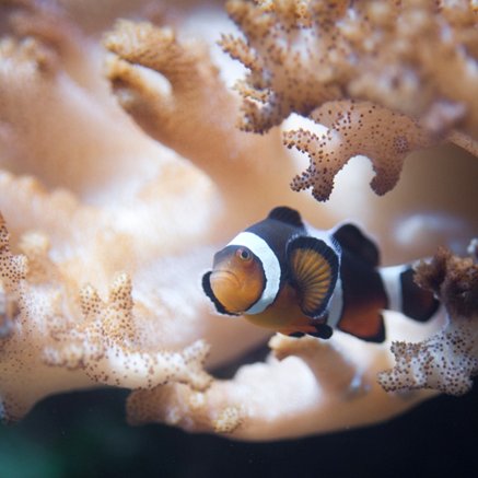Melbourne Aquarium - Tourism Townsville 2