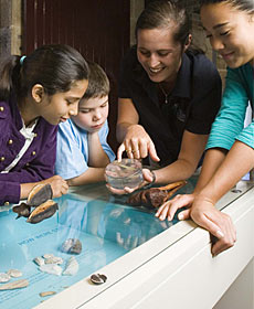 The Rocks Discovery Museum - Tourism Townsville 3