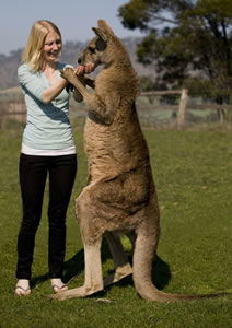 Zoo Doo Wildlife Park - Tourism Townsville 5