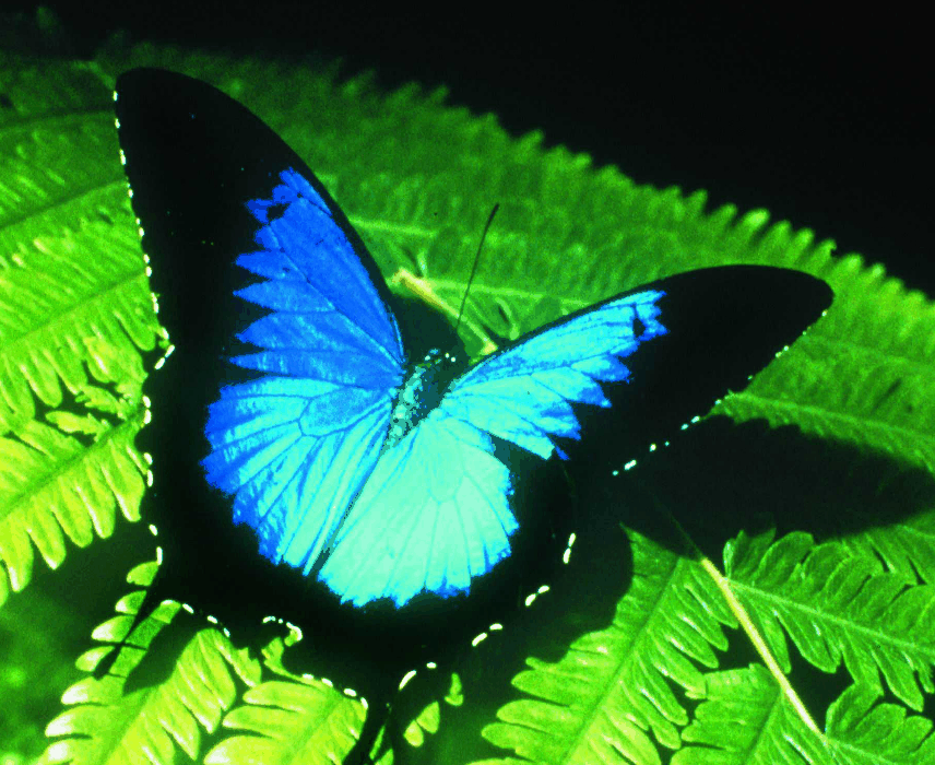 Australian Butterfly Sanctuary