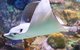 Melbourne Aquarium - thumb 4