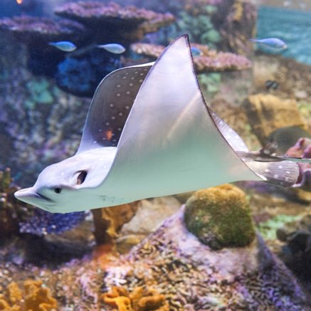 Melbourne Aquarium - Tourism Townsville 4