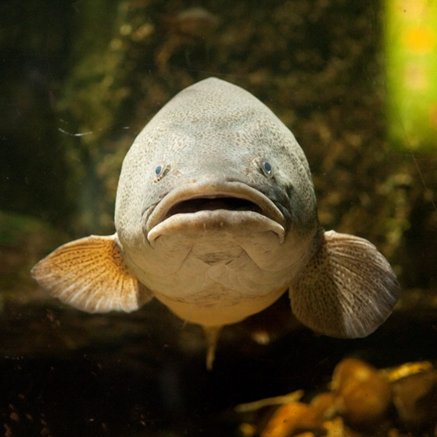 Melbourne Aquarium - Tourism Townsville 5