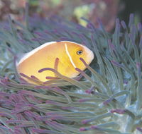 Rowley Shoals - Tourism Townsville