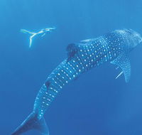 Ningaloo Marine Park - Tourism Townsville