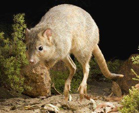 Kanyana Wildlife - Tourism Townsville 0