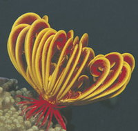 Muiron Islands - Tourism Townsville