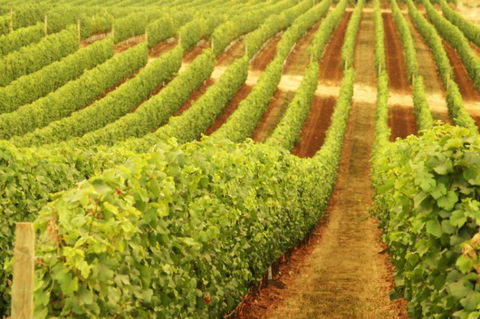 Xanadu Wines - Tourism Townsville 0